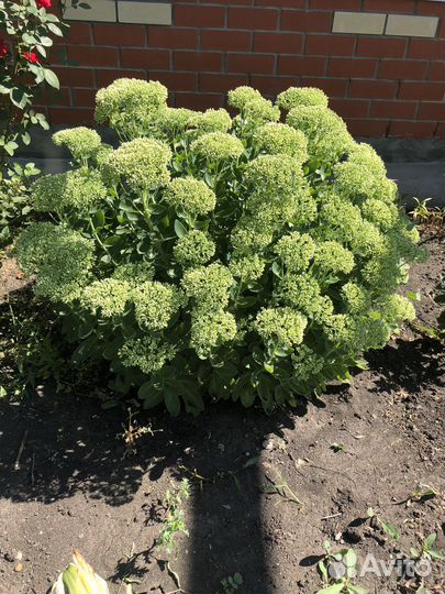 Очиток видный