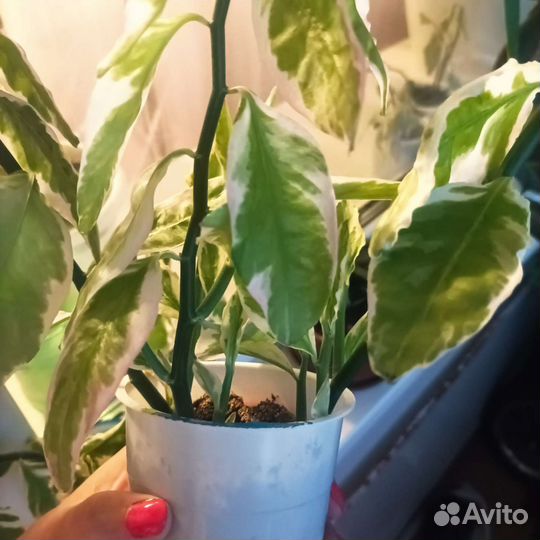 Педилантус