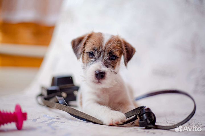 Джек Рассел терьер