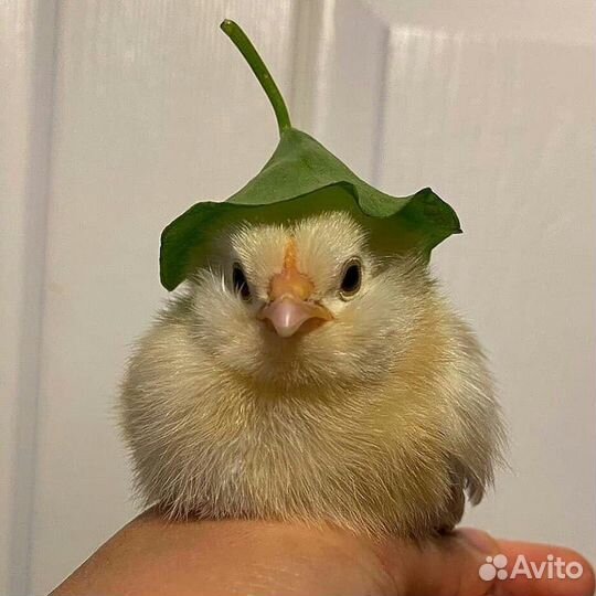 Цыплята бройлеры