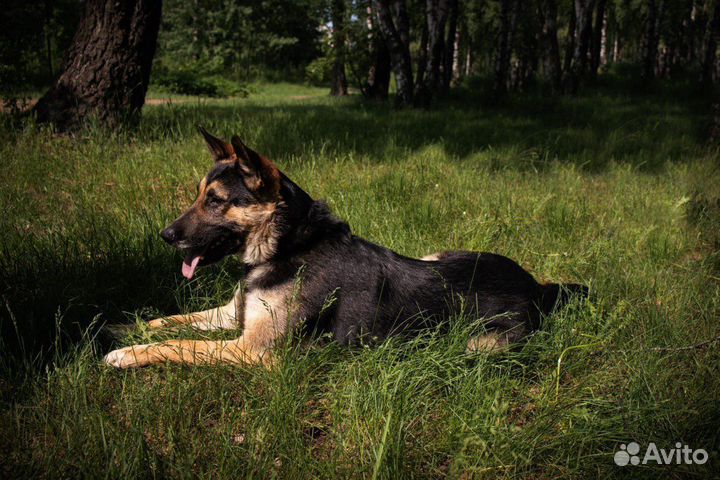 Собака Лукум