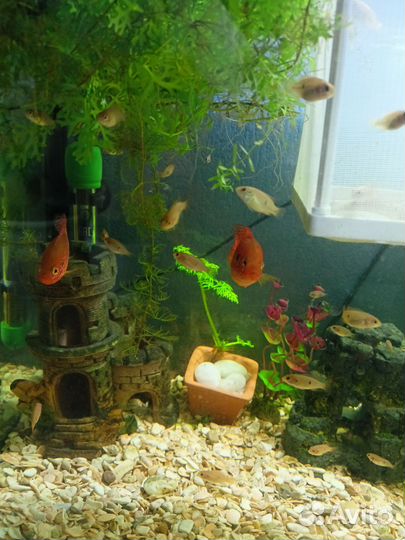 Цихлиды, Хромис-красавец