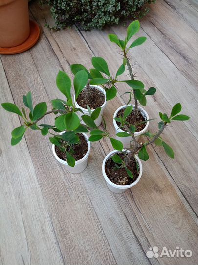 Молочай Миля