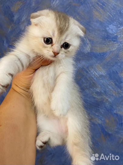 Шотландские котята