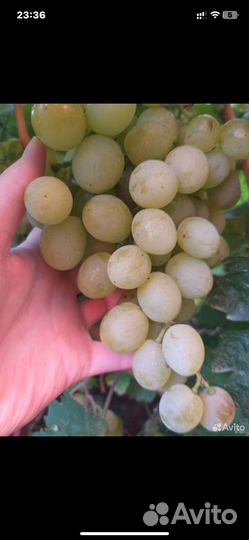 Виноград