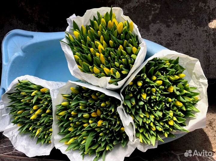 Оптом тюльпаны