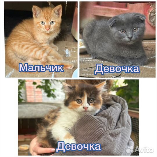 Котята в добрые руки