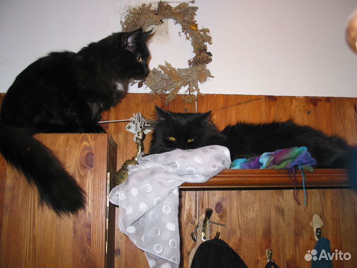 Передержка собак и кошек на время отпуска