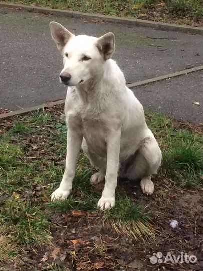 Собаки бесплатно в добрые руки