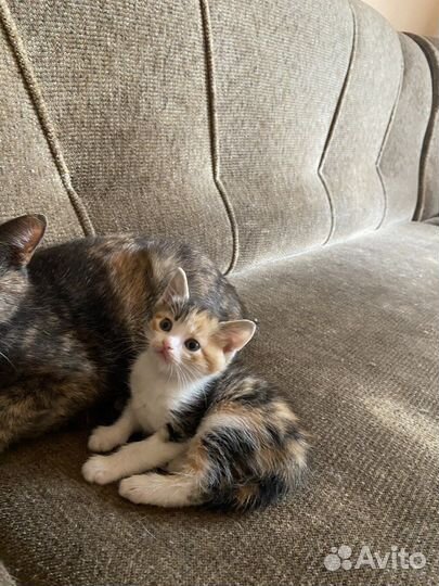 Отдам котенка в самые добрые руки:)