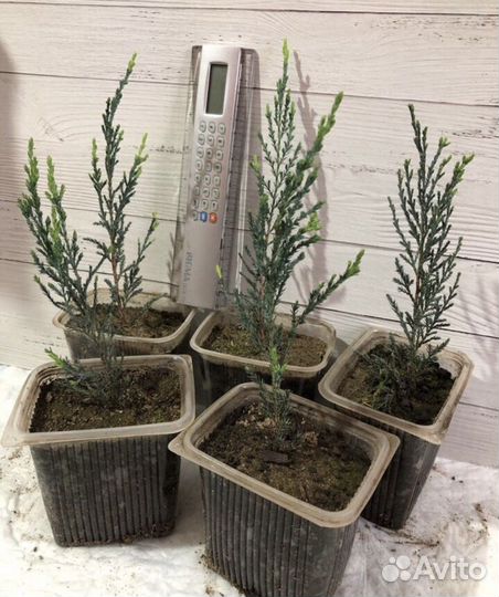 Блю Эрроу / пошли в рост