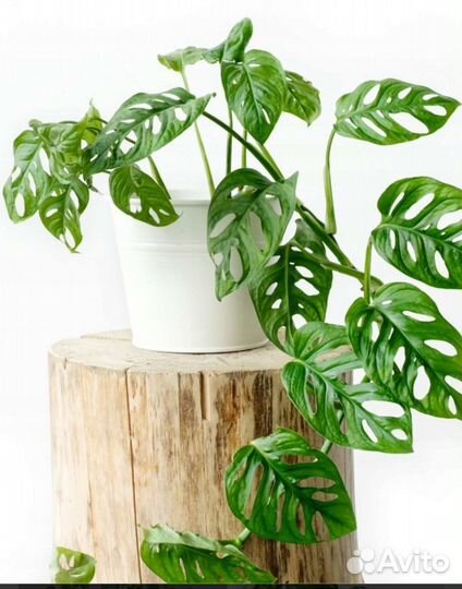 Монстера манки