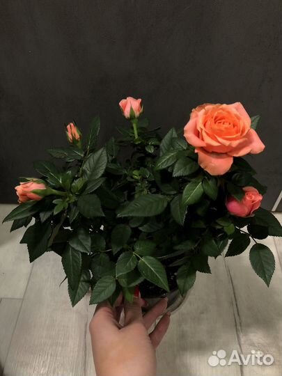 Роза в горшке,комнатные цветы