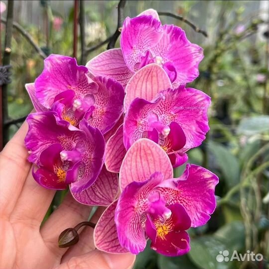 Орхидея бабочка