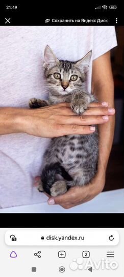 Котёнок, 3 мес., мальчик