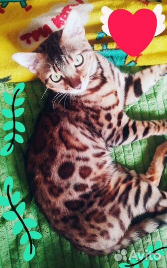 Бенгальские котята. Бенгальские кошки и коты