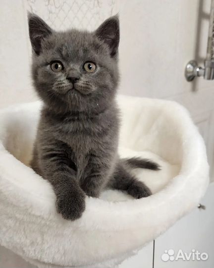 Британские котята