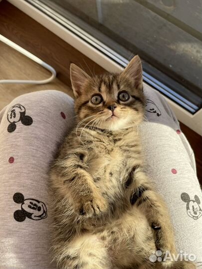 Отдам котенка
