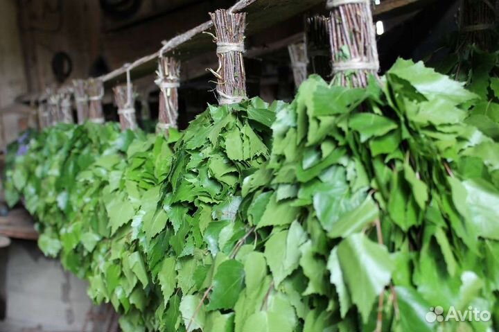 Банные веники,береза, дуб