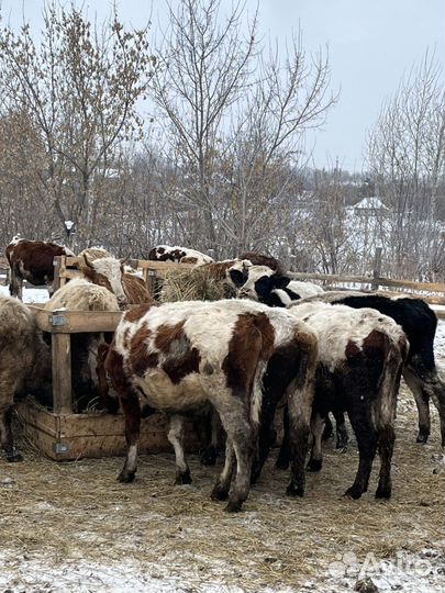 Бычки на откорм