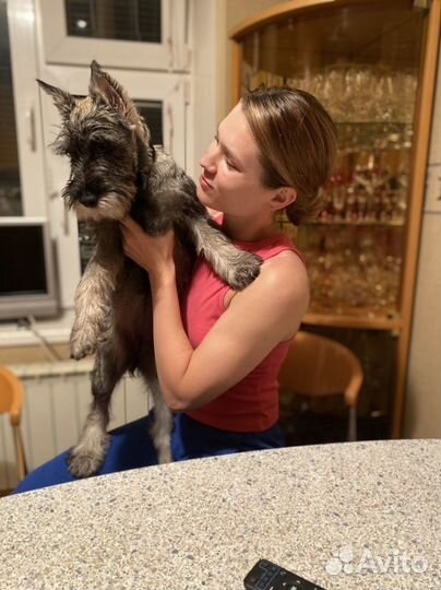 Передержка собак маленьких и средних пород