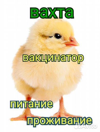 Срочный набор вакцинаторов Вахта от 35 смен