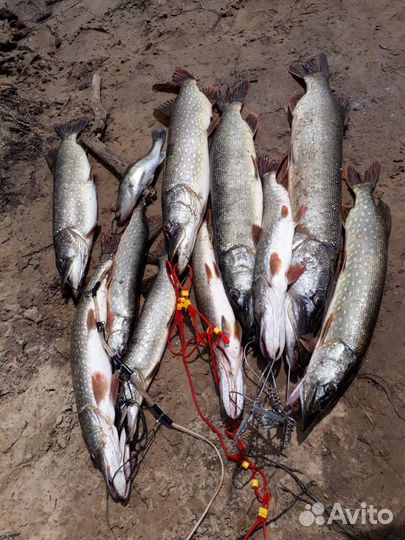 Обучение рыбалке (рыбной ловле)