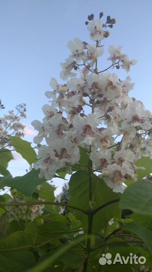 Катальпа- декоративное дерево