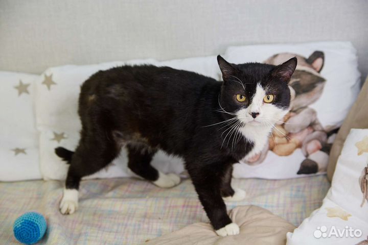 Брутальный кот Волька ищет дом