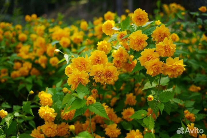 Садовые цветы и растения