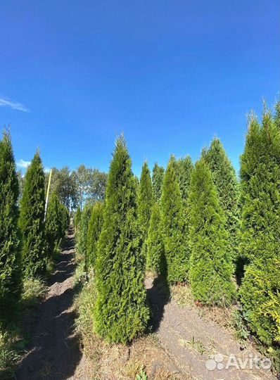 Туя Смарагд