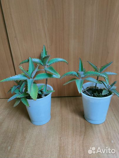 Каланхоэ с детками