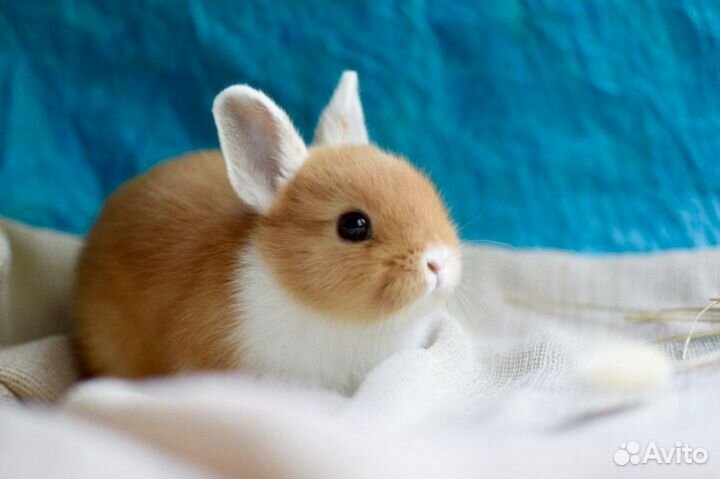 Карликовые кролики. Питомник Кролики от Оли