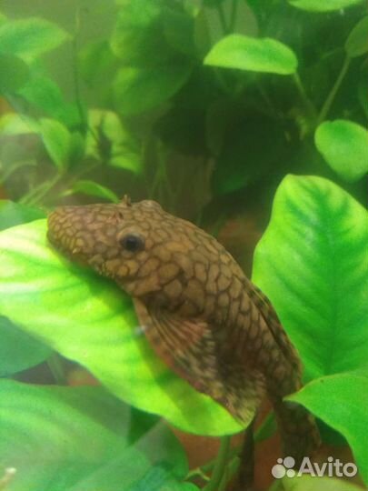 Донные рыбки,сомы 181,393,016