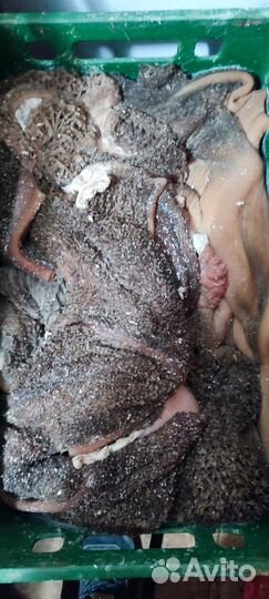 Корм для собак