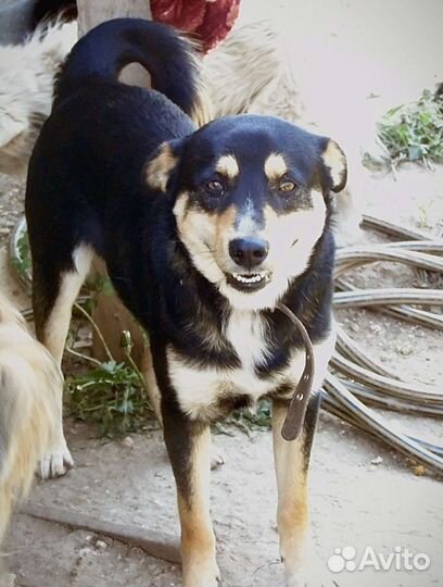 Маврентий в добрые руки
