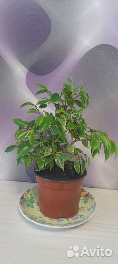 Фикус бенджамина