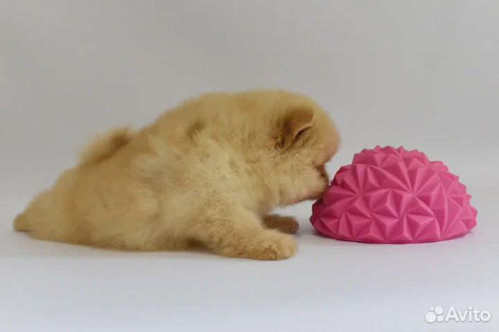 Продаются щенки шпица, малого и померанского