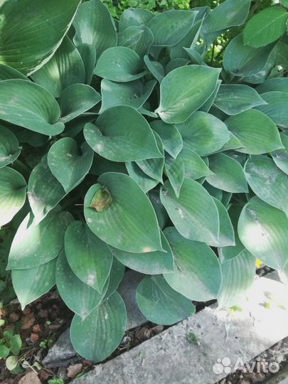 Хоста голубая