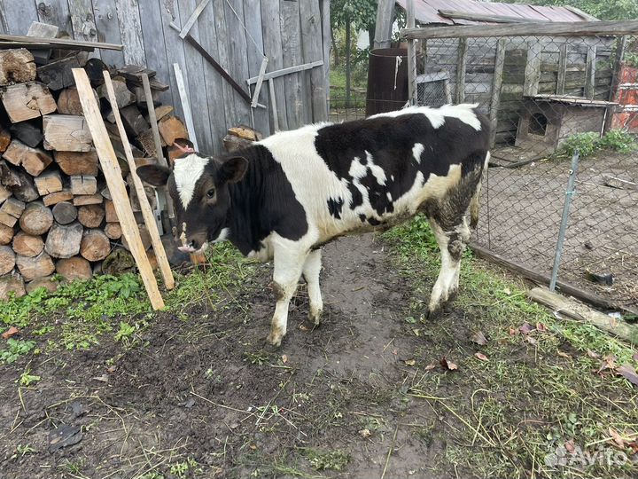 Телочка 5 месяцев