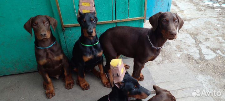Щенки добермана