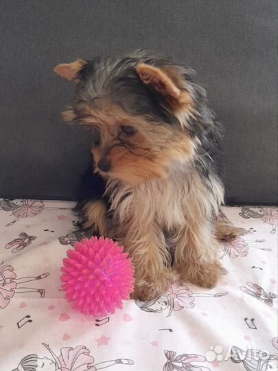 Йоркширский терьер мини щенки девочки