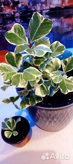 Фикус триангулярис вайт марджин Бронь