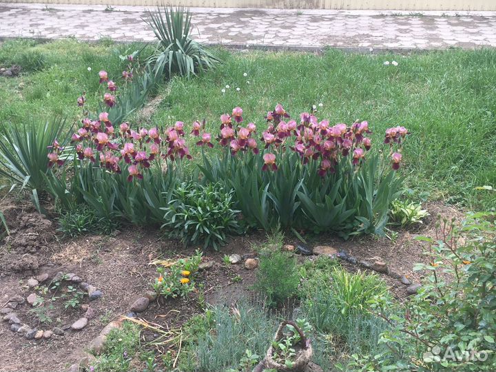 Луковицы Ириса