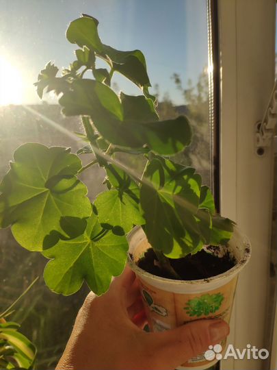 Пеларгония махровая ампельная плющелистная