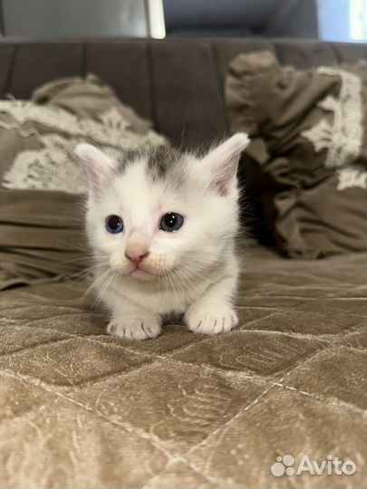 Отдаем котят в добрые руки