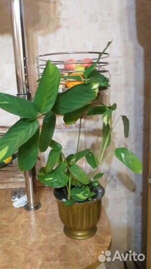 Ктенанта любберса