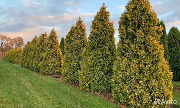 Туя западная 'sunkist'