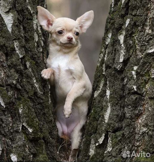 Чихуахуа Девочка стандартного размера