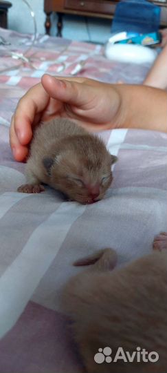 Бурманские котята
